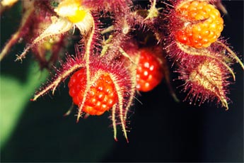 berries, 2010.