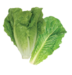Romaine and Iceburg lettuce blend.