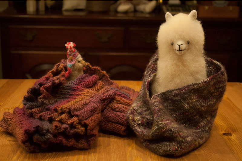 alpaca and sheep
