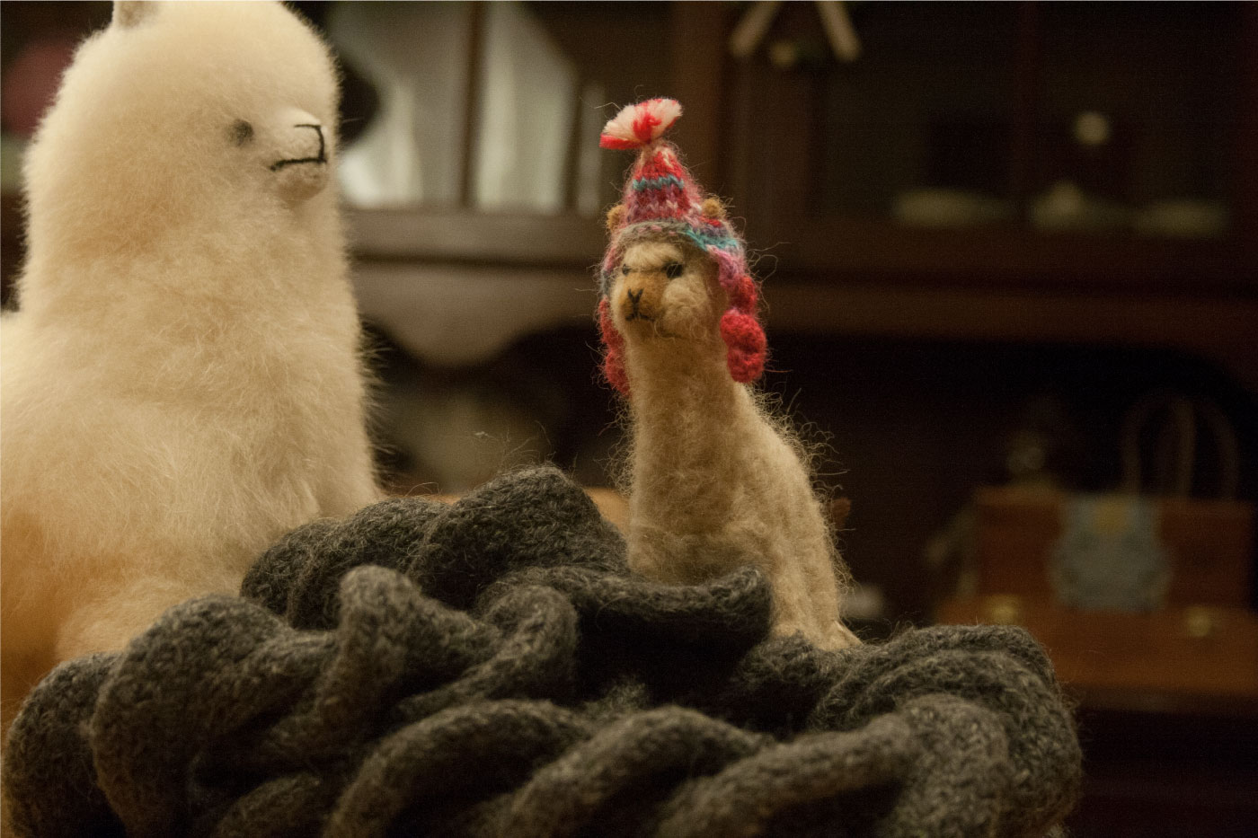 alpaca zoom in