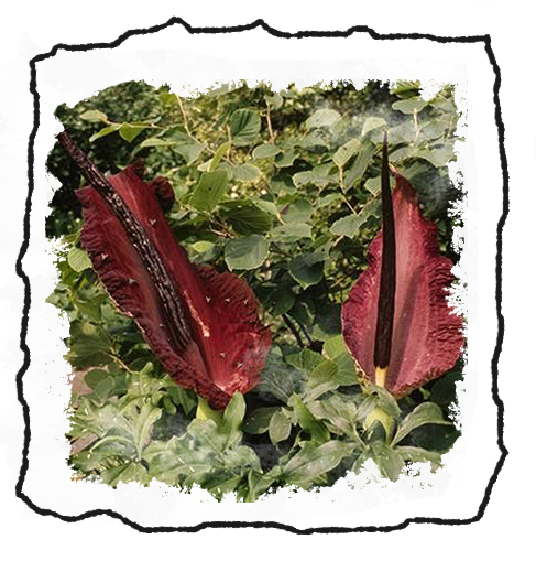 a greek flower