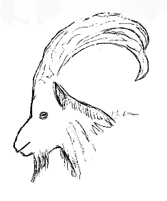 ink goat