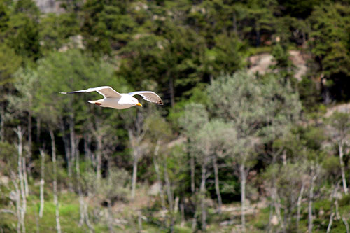 bird flying