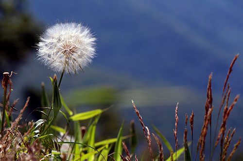 dandelion