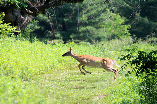 deer