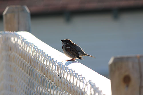 bird on fence