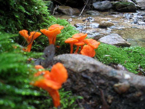 fungi