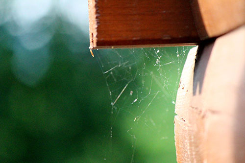 spider web