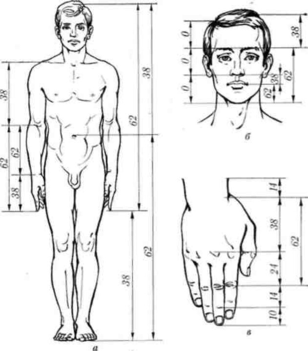 fibonacci sequence human body