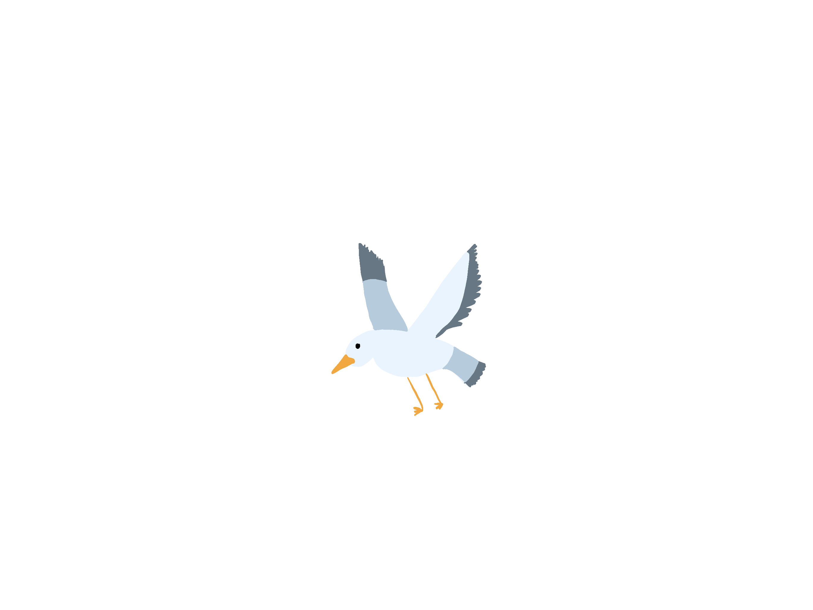 Seagull