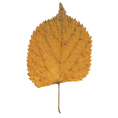 photo gallery of leaves