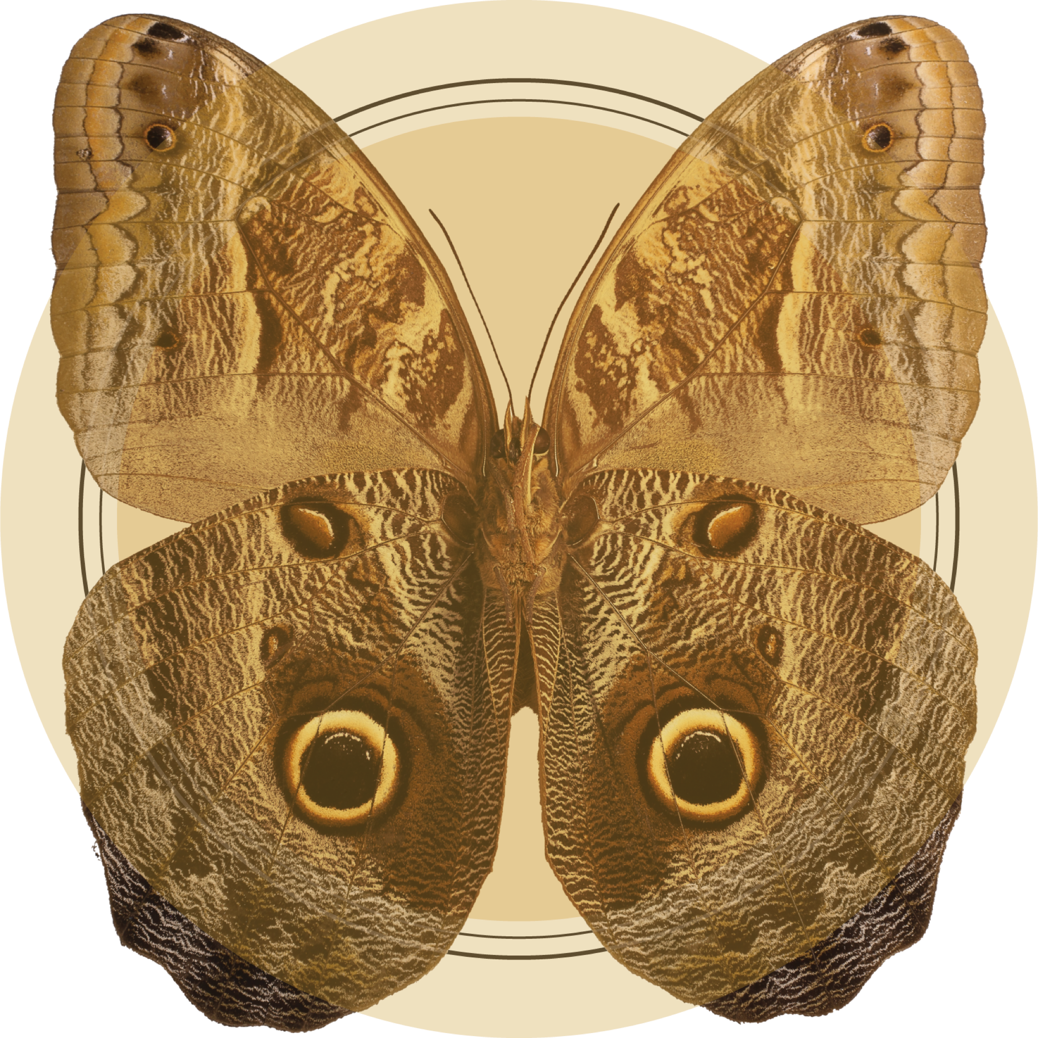 moth graphic