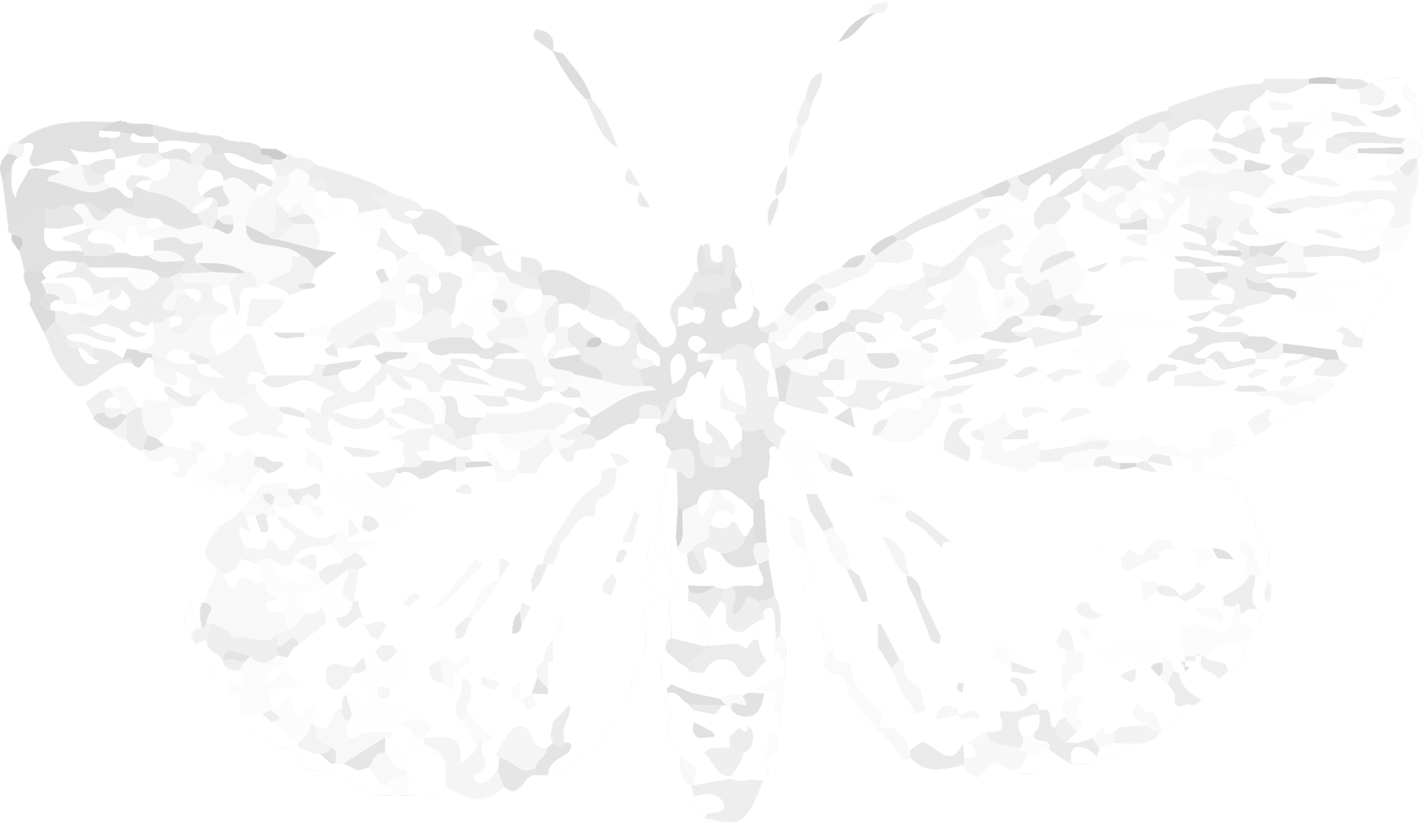 moth graphic