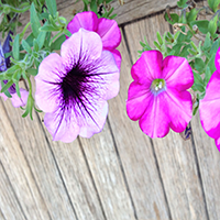 The Flower 3