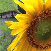The Sunflower