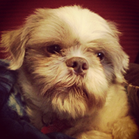 Harley