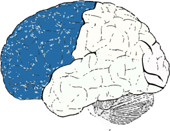 frontal cortex