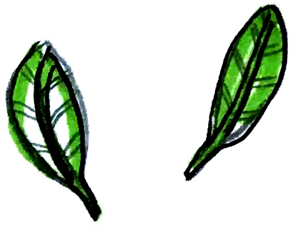 basil
