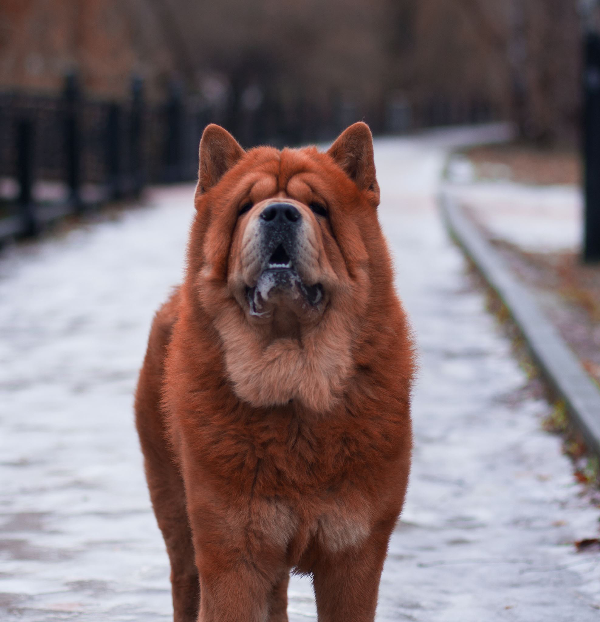 собака